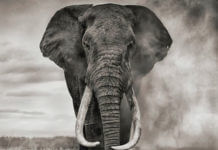 Your Deepest Desires Overrule You !