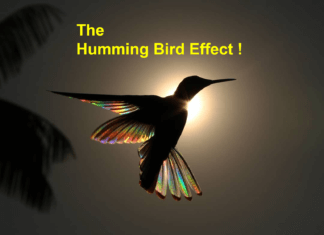 Humming Bird (Butterfly) Effect !