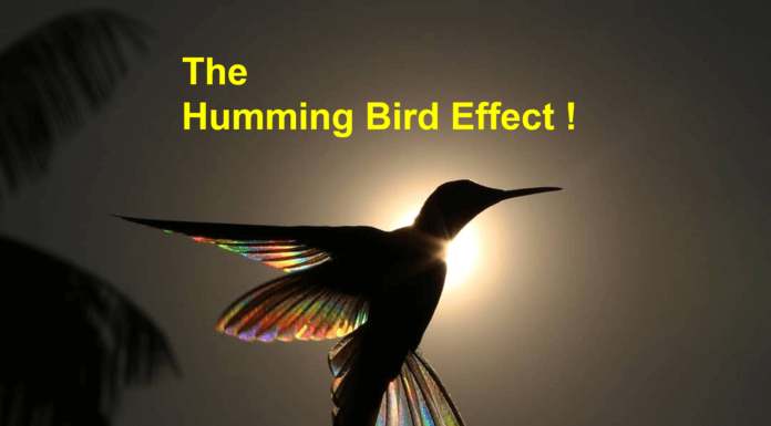 Humming Bird (Butterfly) Effect !